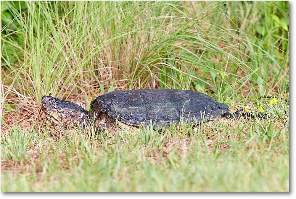 SnappingTurtle_ChincoNWR_2015June_2DXA6496 copy