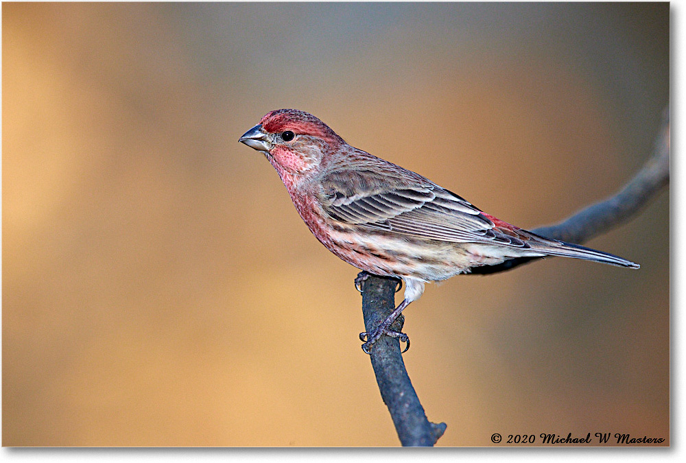 HouseFinch_2020Dec_R5A02050 copy