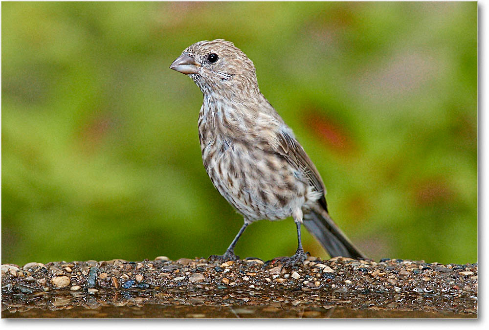 HouseFinch_Virginia_2016Sep_3DXA2543 copy