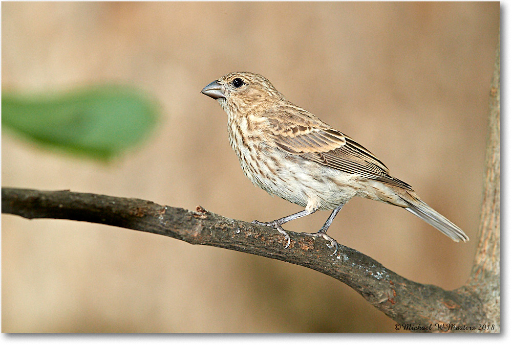 HouseFinch_Virginia_2018Aug_3DXA1836 copy