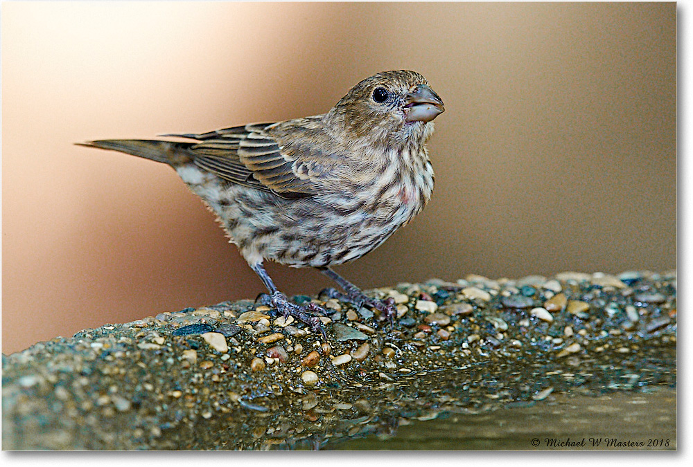 HouseFinch_Virginia_2018Jul_3DXA1717 copy