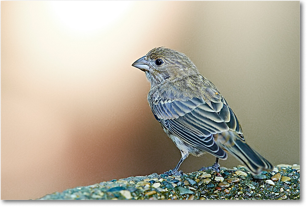 HouseFinch_Virginia_2018Jul_3DXA1720 copy