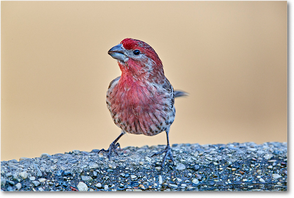 HouseFinch_Virginia_2019Mar_3DXA2364 copy