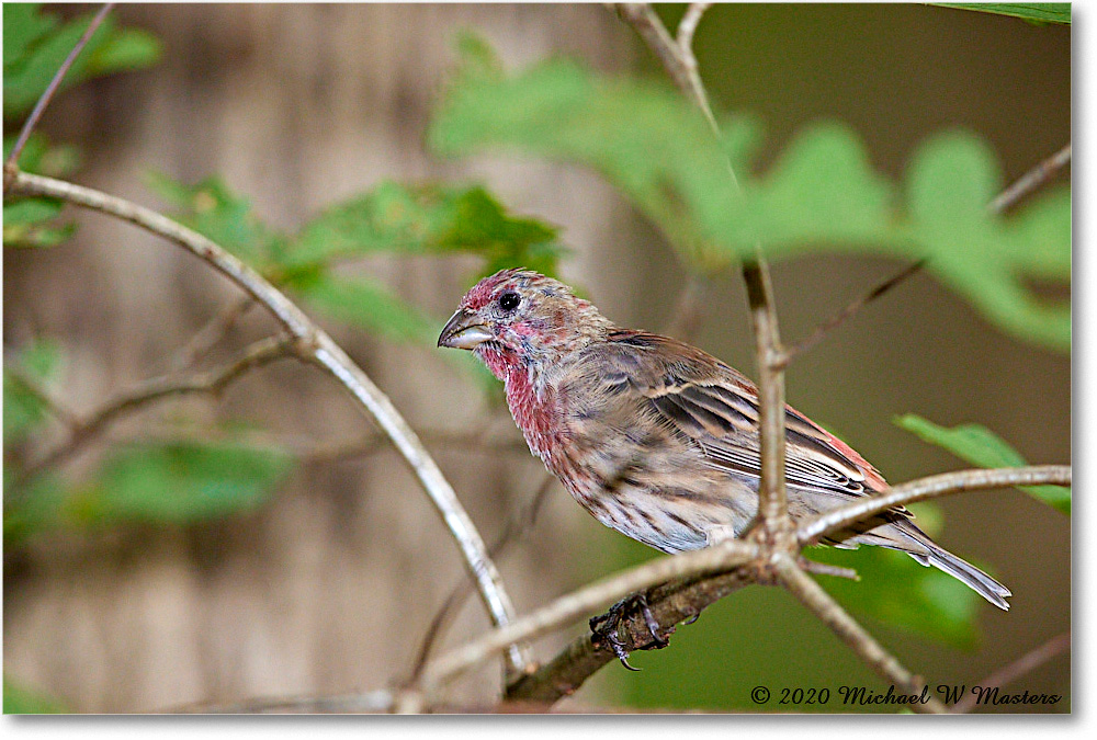 HouseFinch_Virginia_2020Aug_R5A01027 copy