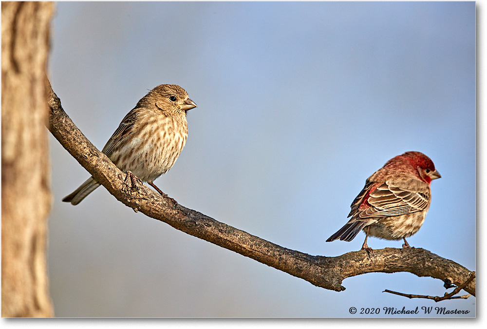 HouseFinch_Virginia_2020Mar_3DXA3560 copy