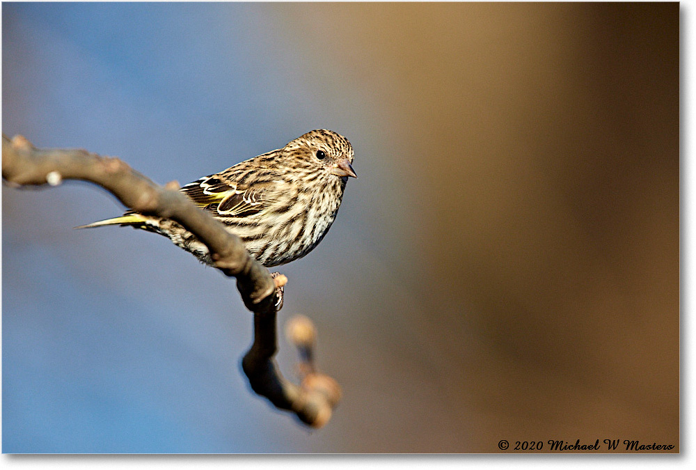 PineSiskin_2020Dec_R5A01860 copy