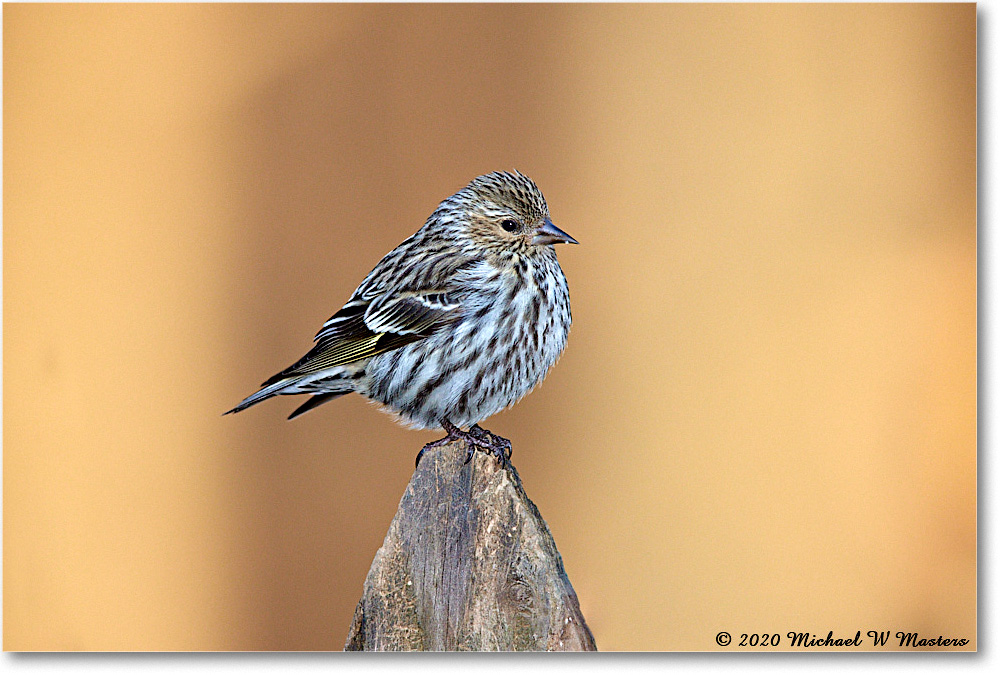 PineSiskin_2020Dec_R5A01998 copy