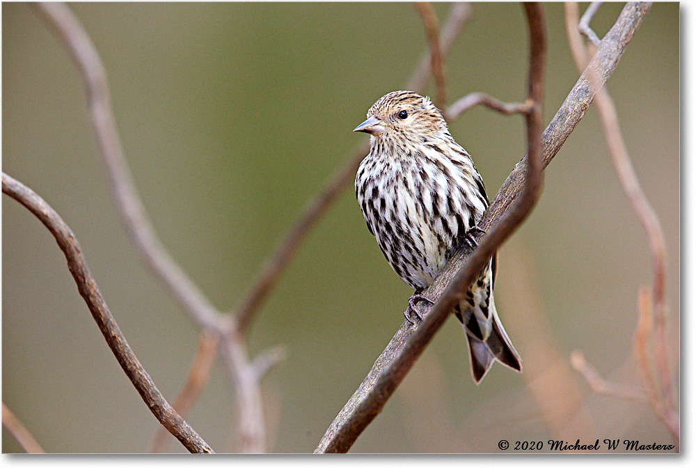 PineSiskin_2020Dec_R5A02157 copy