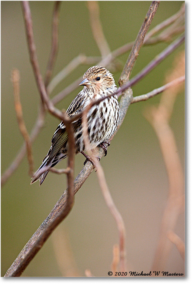 PineSiskin_2020Dec_R5A02173 copy