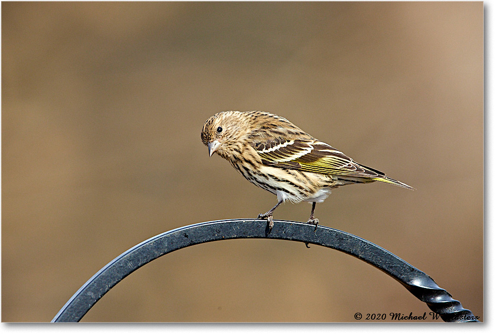 PineSiskin_2020Dec_R5A02202 copy