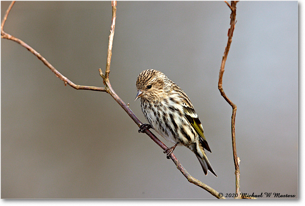 PineSiskin_2020Dec_R5A02212 copy