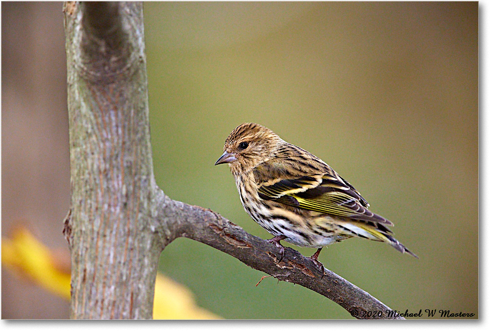 PineSiskin_2020Oct_R5B00157 copy