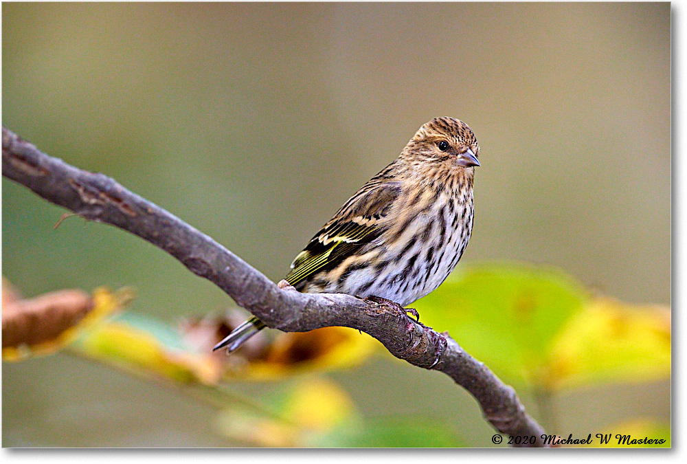 PineSiskin_2020Oct_R5B00174 copy