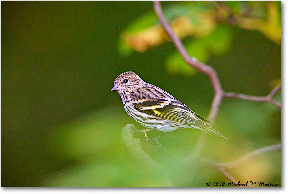 PineSiskin_2020Oct_R5B00237 copy