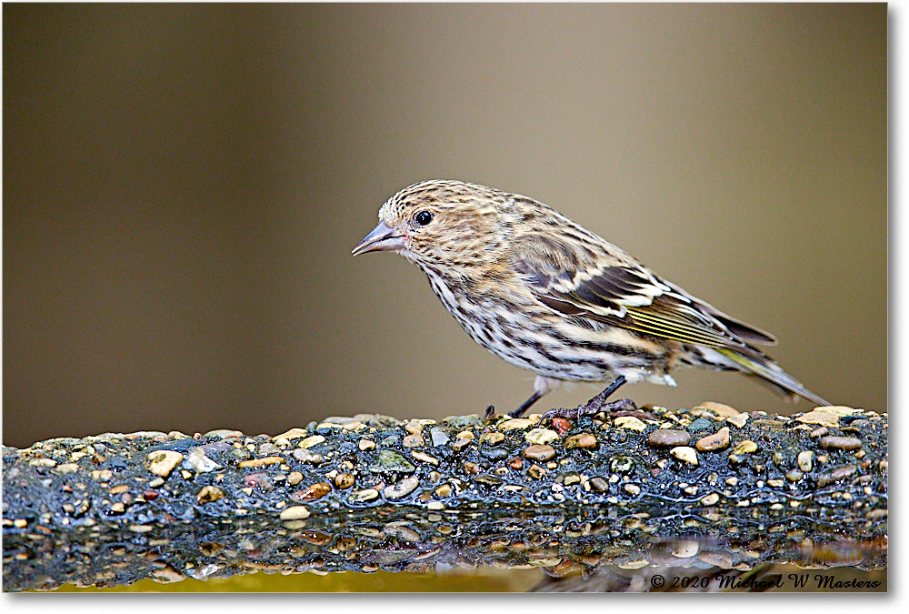 PineSiskin_2020Oct_R5B00520 copy