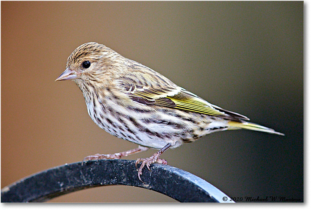 PineSiskin_2020Oct_R5B00537 copy