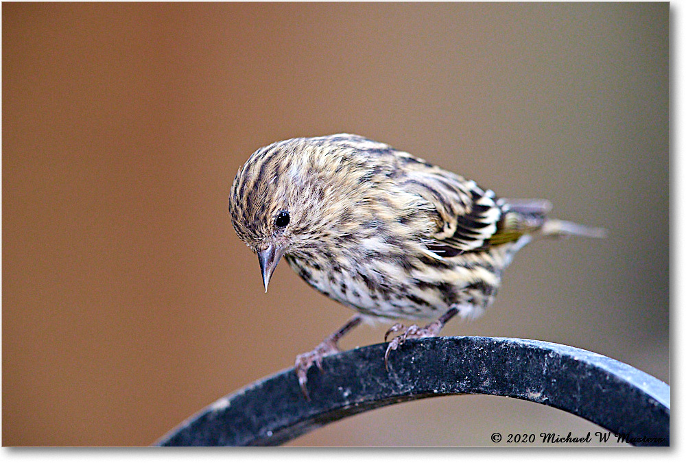 PineSiskin_2020Oct_R5B00540 copy