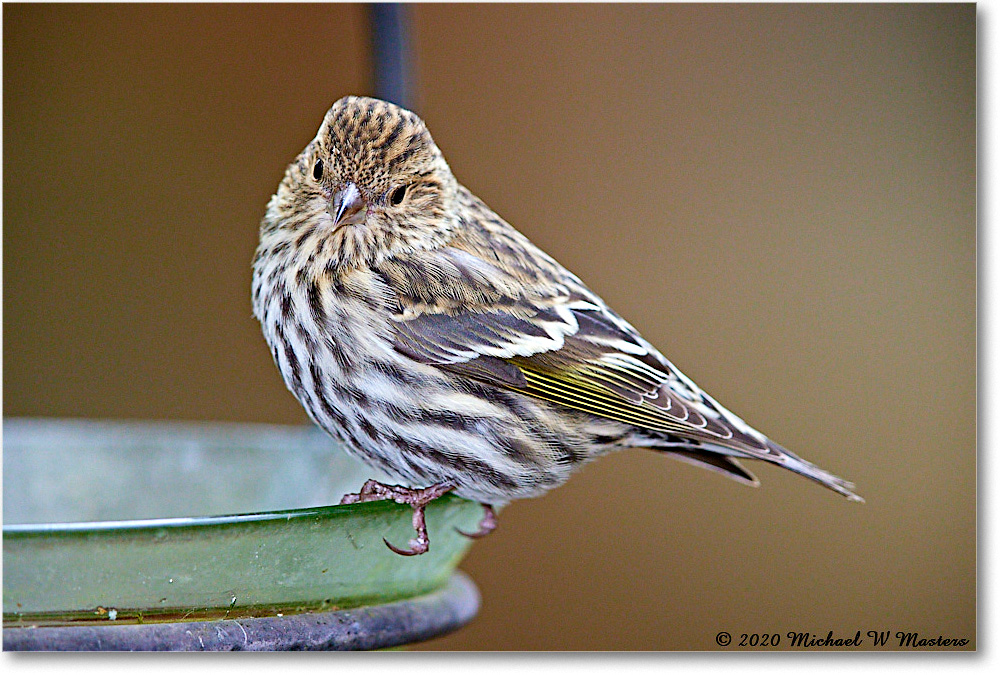 PineSiskin_2020Oct_R5B00547 copy