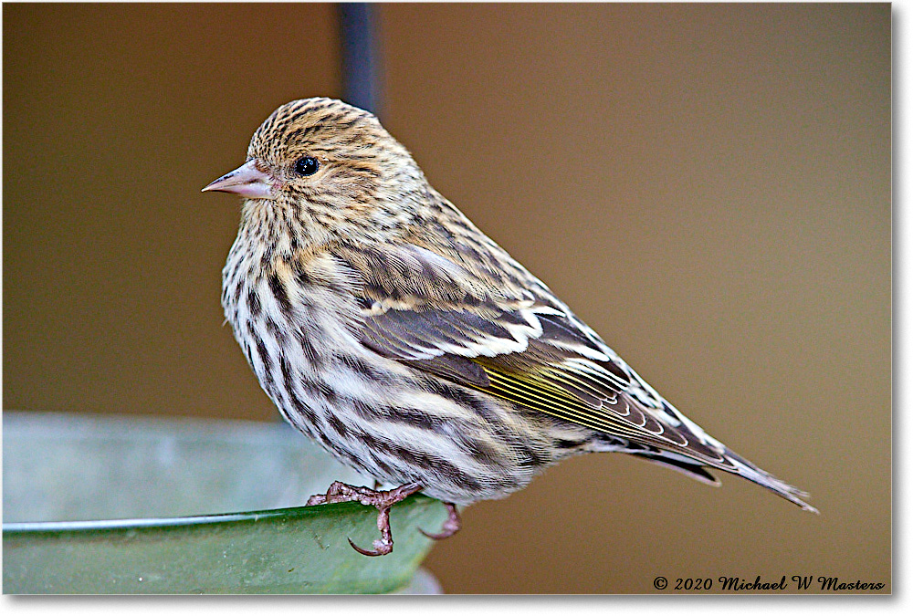 PineSiskin_2020Oct_R5B00549 copy