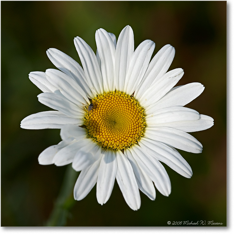 Daisy_BigMeadows_2007Jun_E0K1138