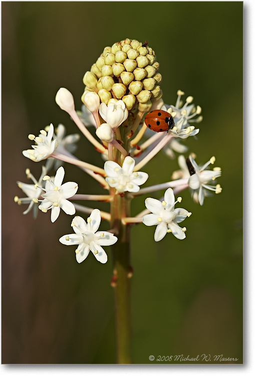 LupineWhite&LadyBug_ShenandoahVA_2007June_E0K1161