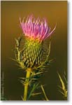 Bull-Thistle-Partial-12V-V1-Aug05