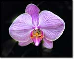 Orchid-2005June-BiltmoreNC-1FFT7544 copy