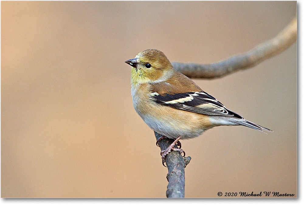 GoldFinch_2020Dec_R5A01611 copy