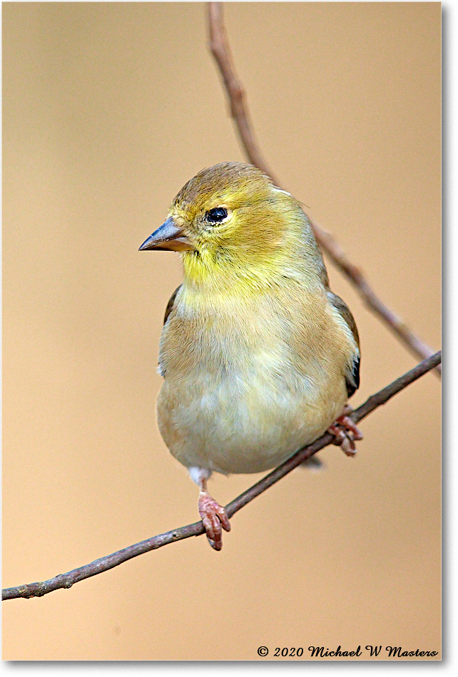 GoldFinch_2020Dec_R5A01624 copy