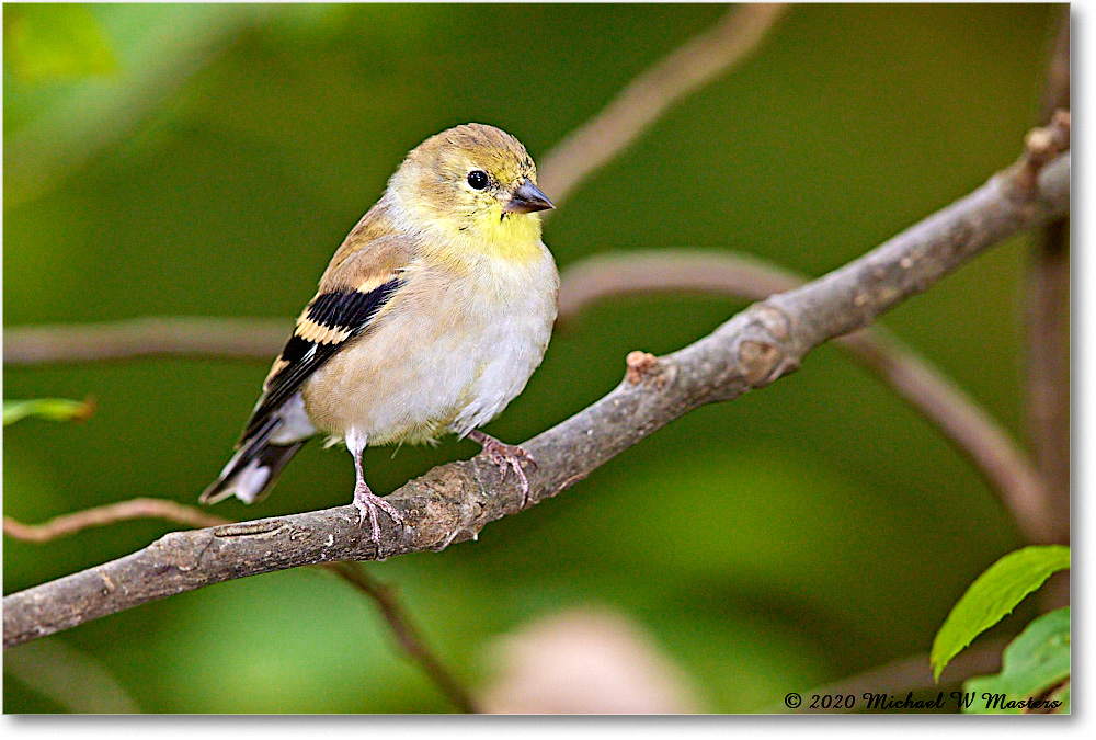 GoldFinch_2020Oct_R5B00301 copy