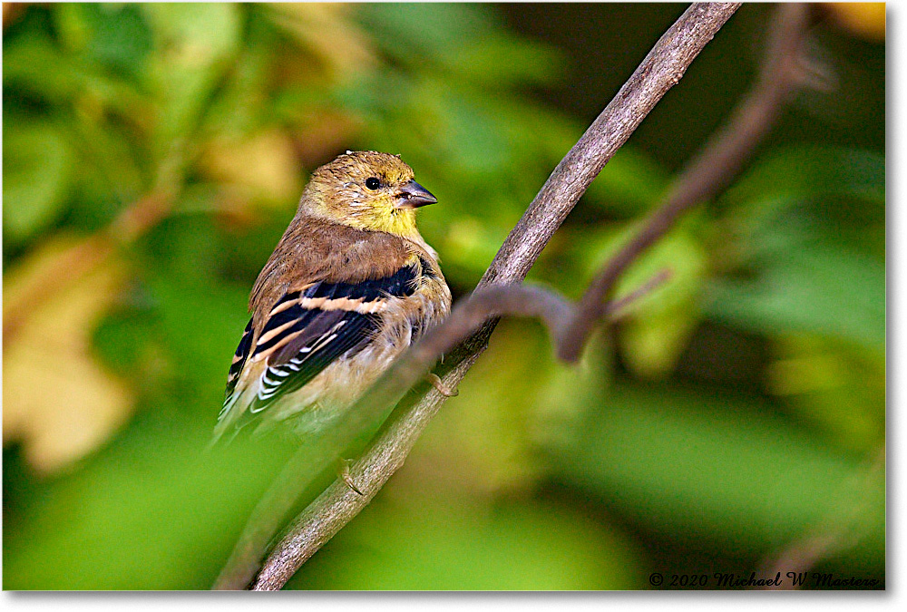 GoldFinch_2020Oct_R5B00427 copy