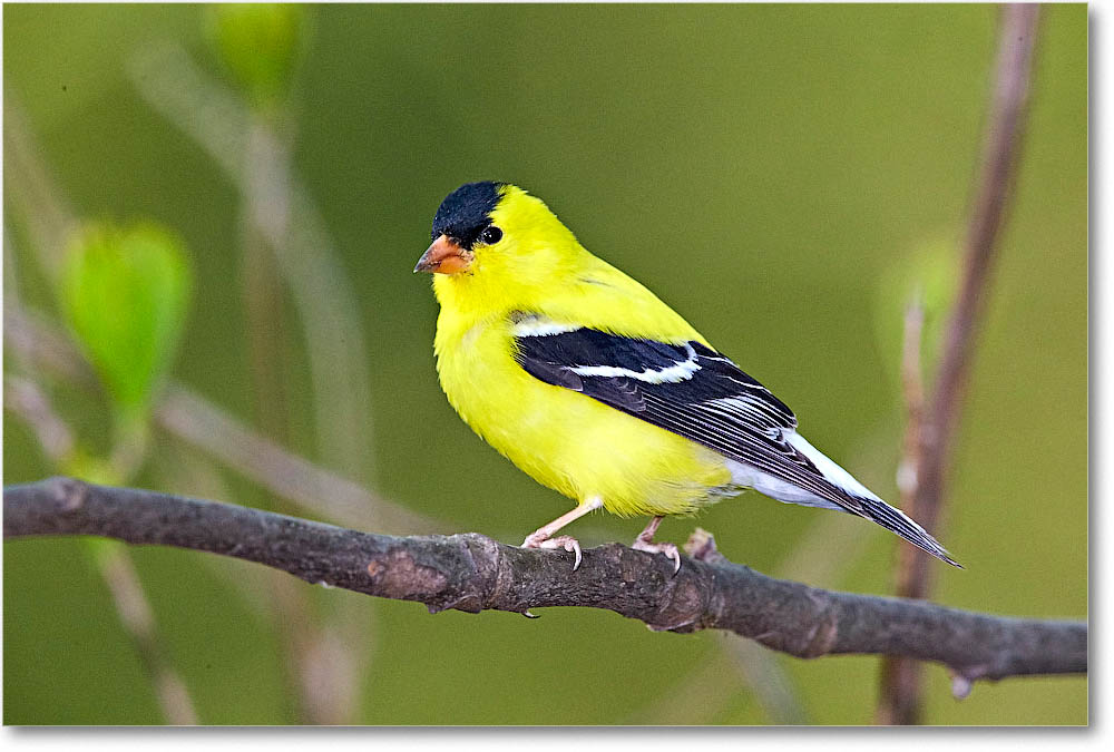 GoldFinch_Virginia_2016Apr1DXA3834 copy