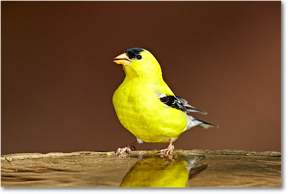 GoldFinch_Virginia_2016Apr1DXA3936 copy