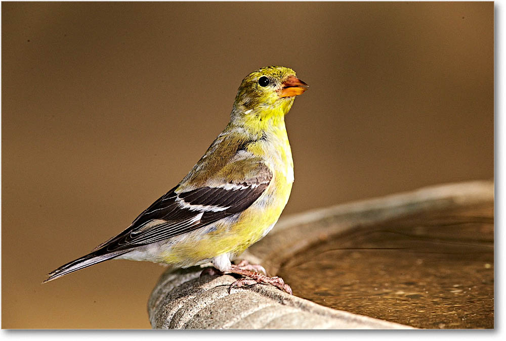 GoldFinch_Virginia_2016Apr1DXA3957 copy