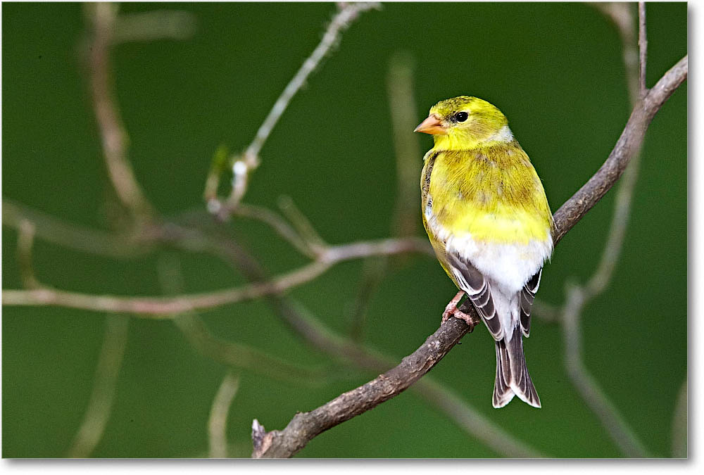 GoldFinch_Virginia_2016Apr1DXA3977 copy