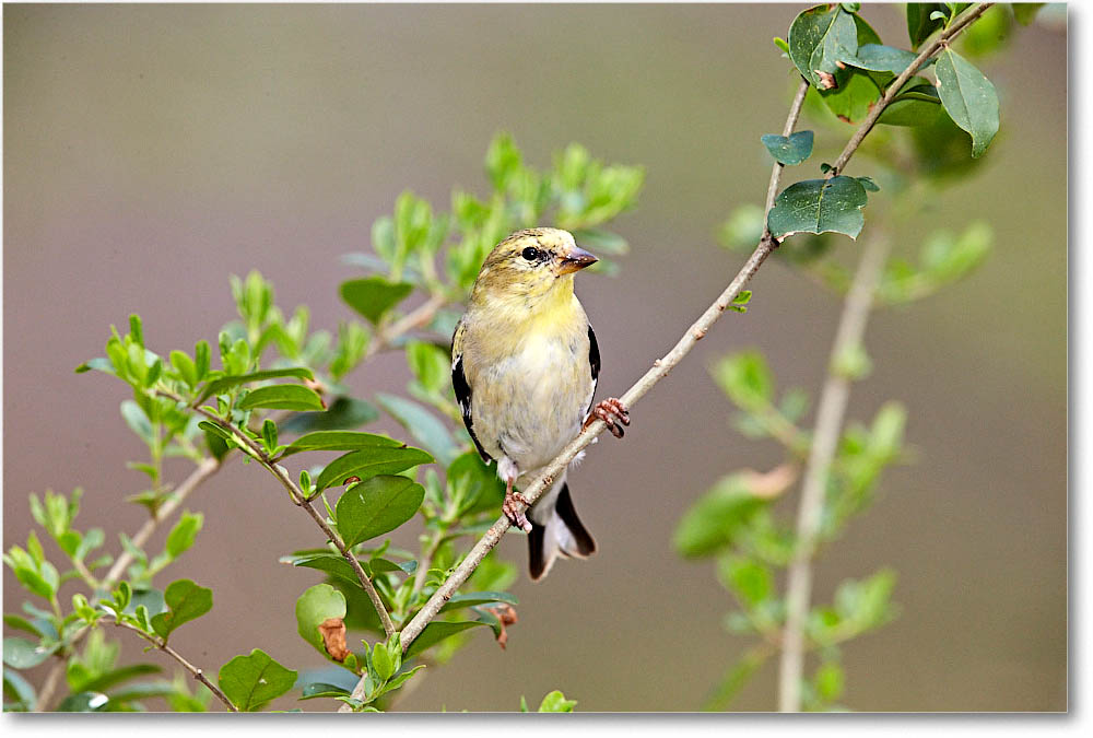 GoldFinch_Virginia_2016Mar1DXA3378 copy