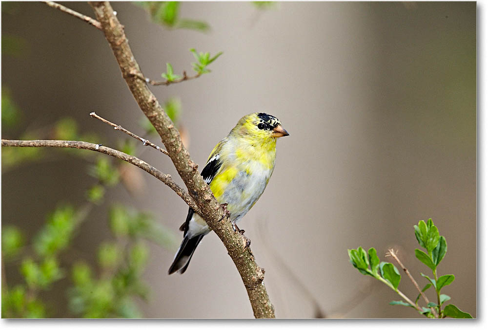 GoldFinch_Virginia_2016Mar1DXA3411 copy