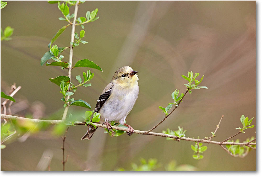 GoldFinch_Virginia_2016Mar1DXA3453 copy