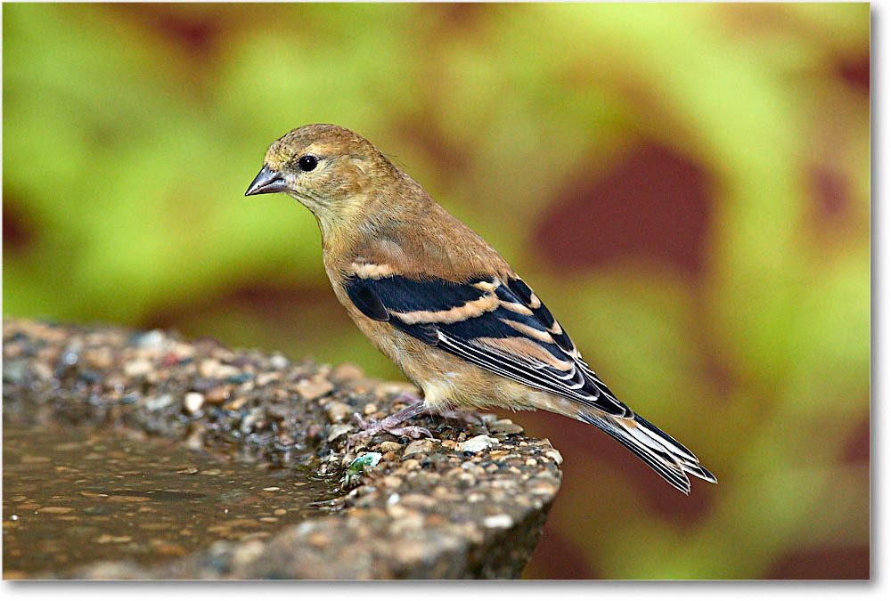 GoldFinch_Virginia_2016Sep_3DXA2623 copy