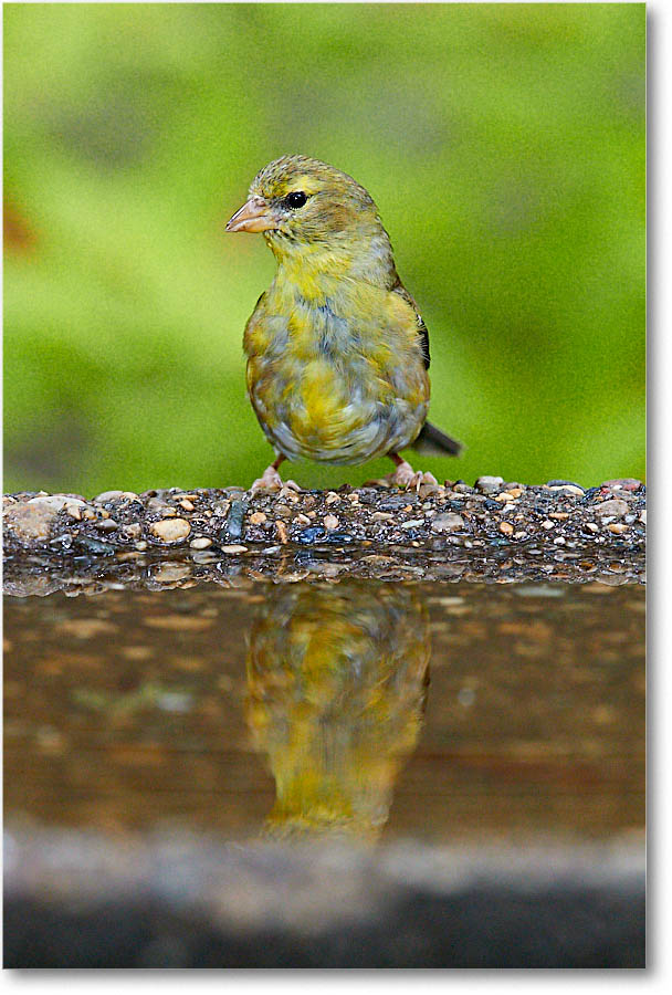 GoldFinch_Virginia_2016Sep_3DXA2725 copy