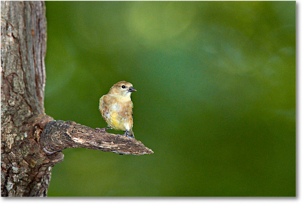 GoldFinch_Virginia_2016Sep_3DXA2857 copy