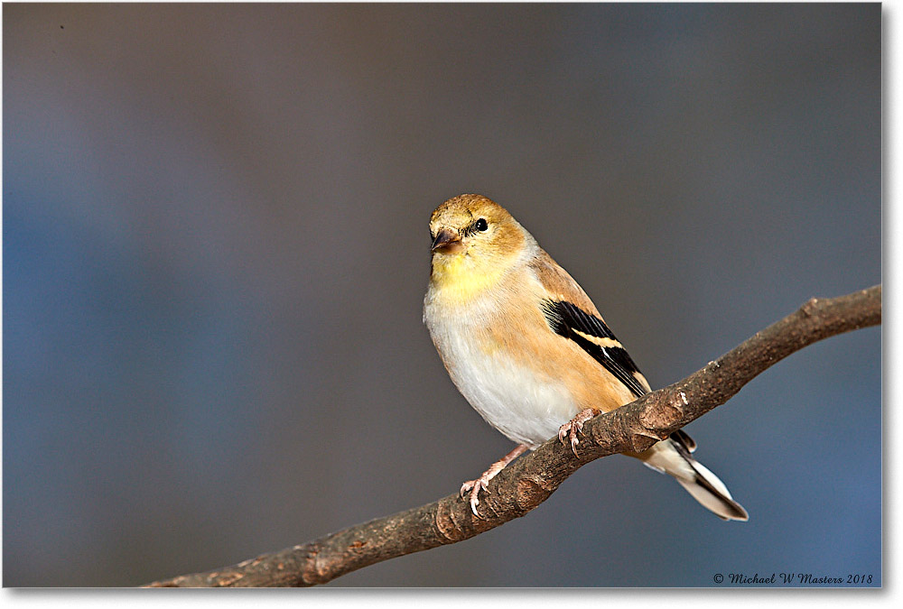 GoldFinch_Virginia_2018Jan_3DXA4042 copy