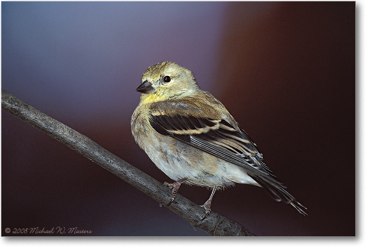 Goldfinch-008-10H-p-01-12-3-1200-P2