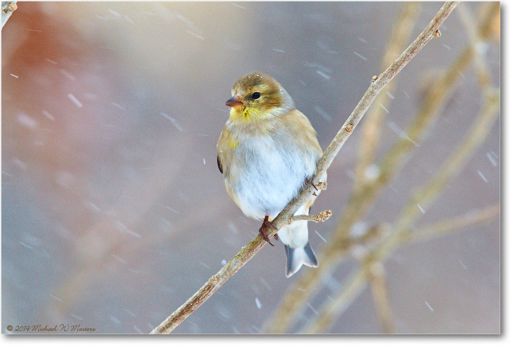 Goldfinch-Virginia-2014Mar_D5A1294