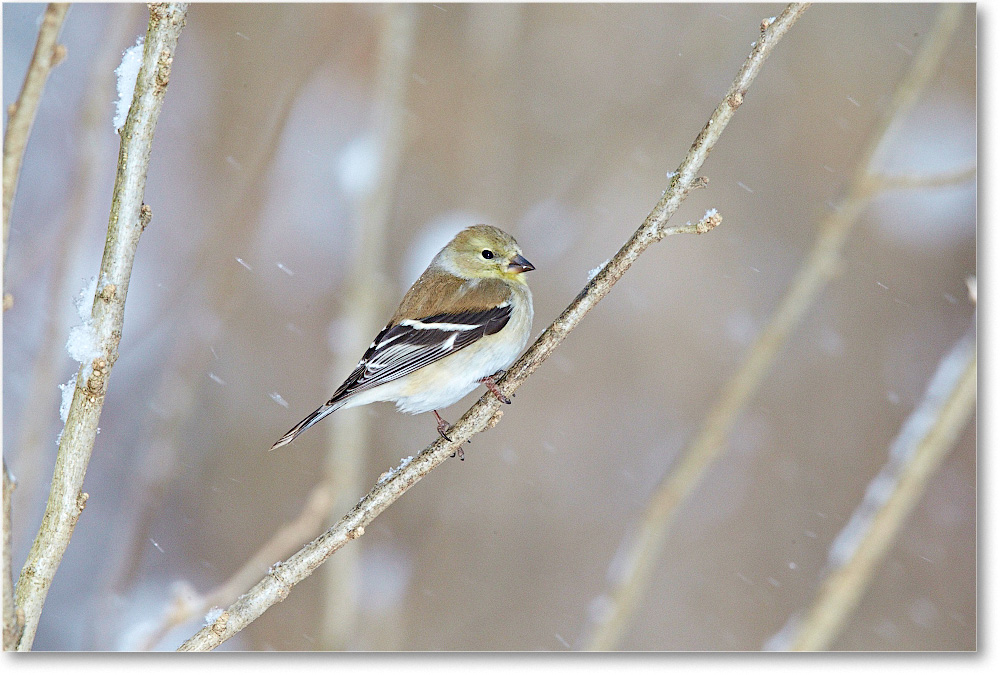 Goldfinch-Virginia-2015Feb-1DXA1415 copy