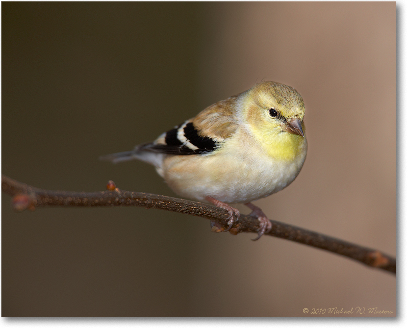 GoldfinchMale_Virginia_2010Jan_S3A0772