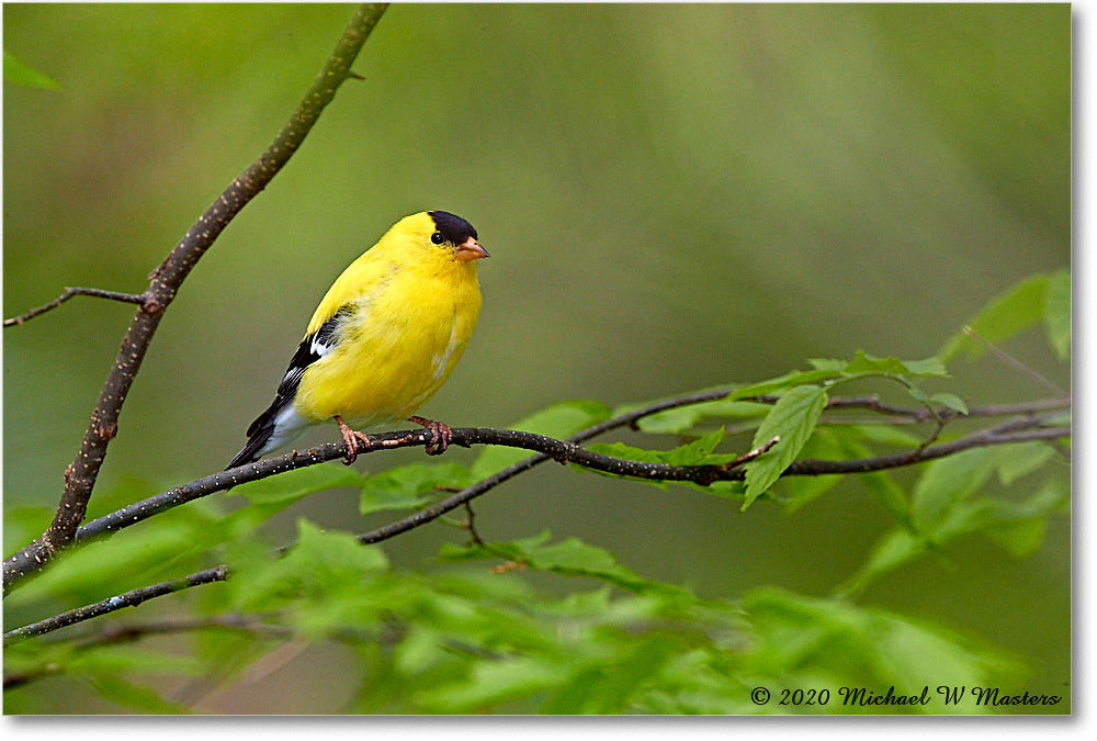 Goldfinch_2020Apr_3DXA4028 copy