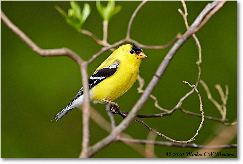 Goldfinch_2020Apr_3DXA4035 copy