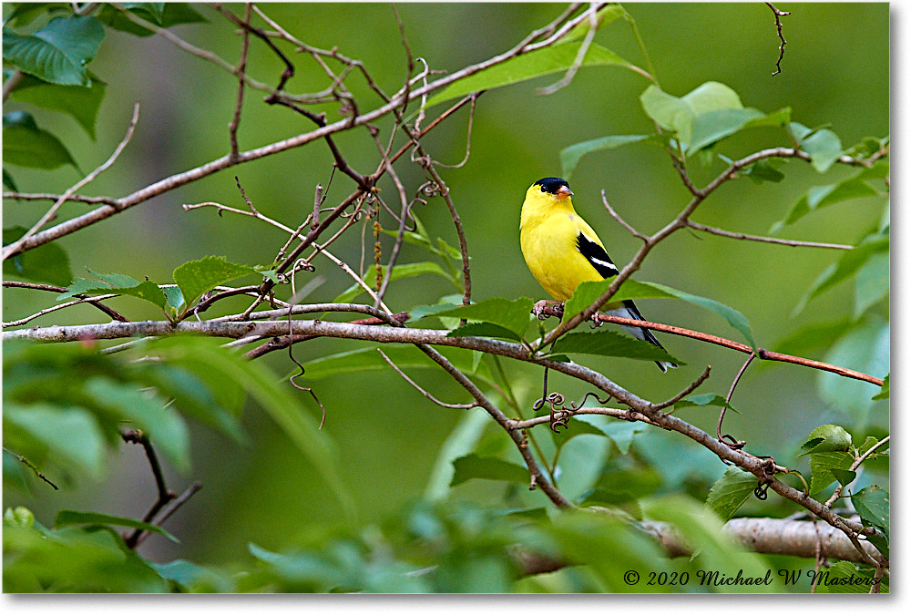 Goldfinch_2020Apr_3DXA4038 copy