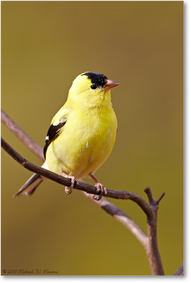 Goldfinch_Virginia_2013Apr_D5A0654